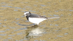 DSCN7527：セグロセキレイ