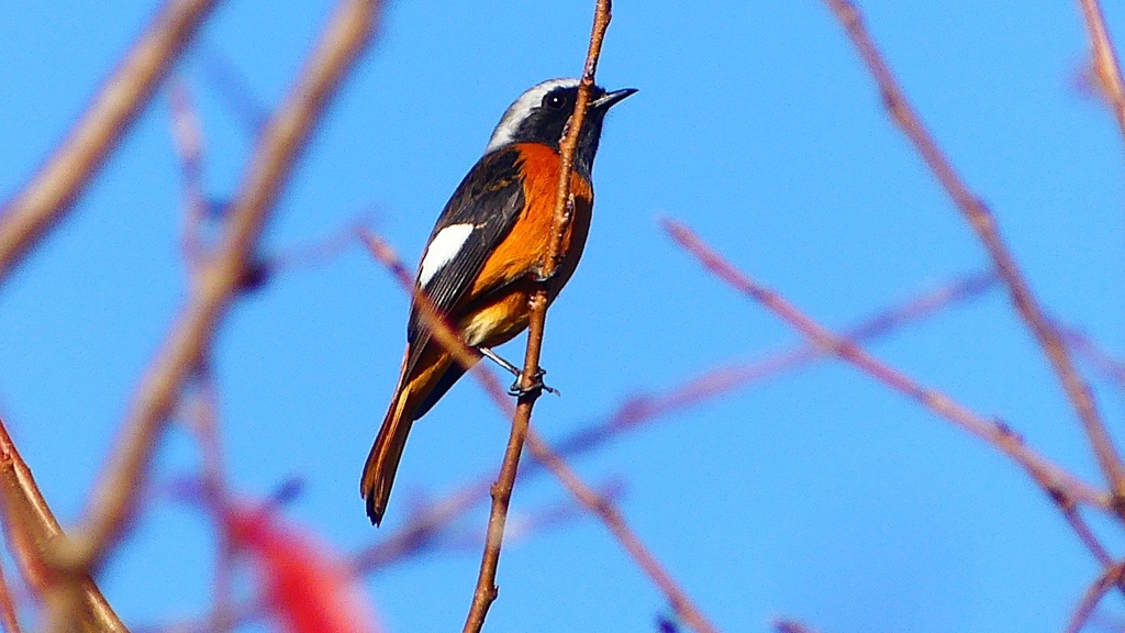 P2360241：ジョウビタキ（オス）