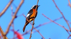 P2360241：ジョウビタキ（オス）