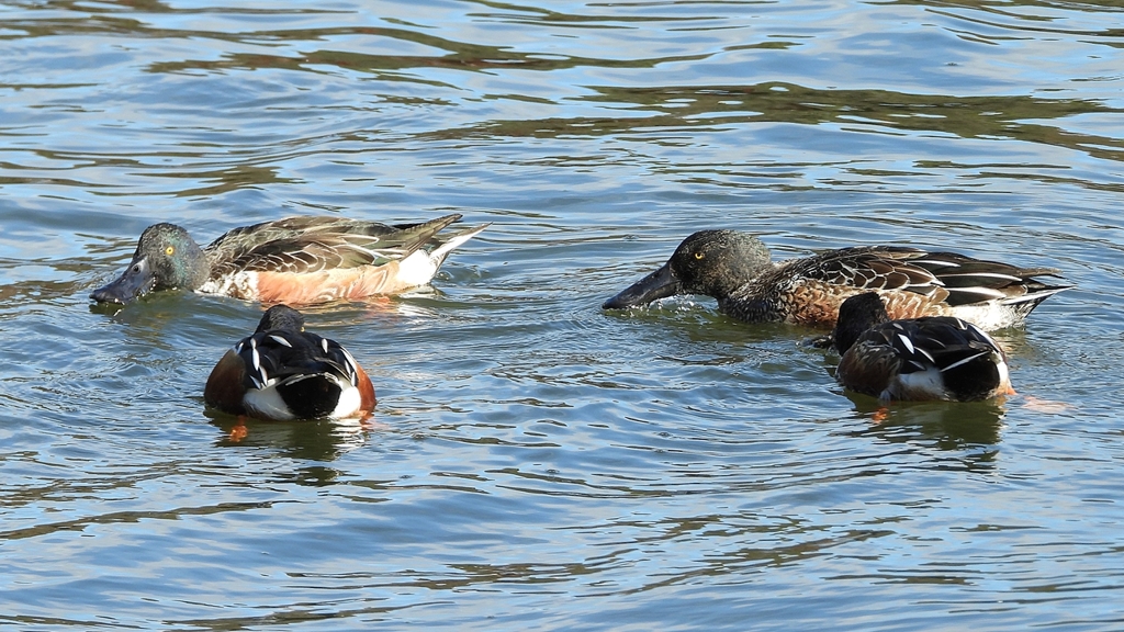 DSCN0093：ハシビロガモ