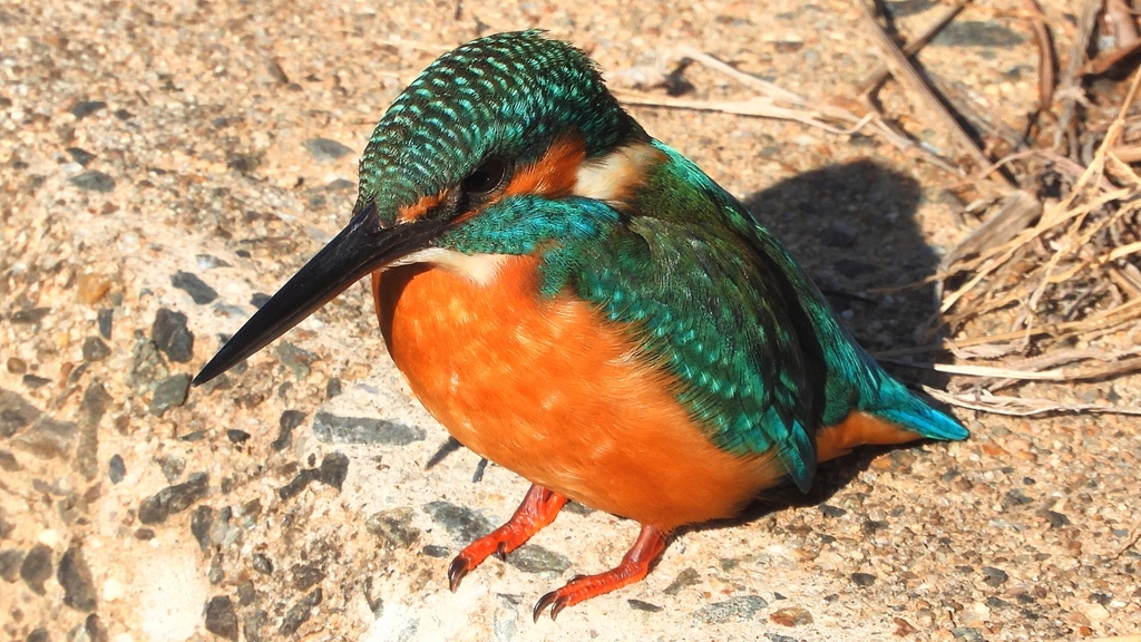 DSCN5912：カワセミ（オス）