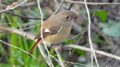 DSCN7625：ジョウビタキ（メス）