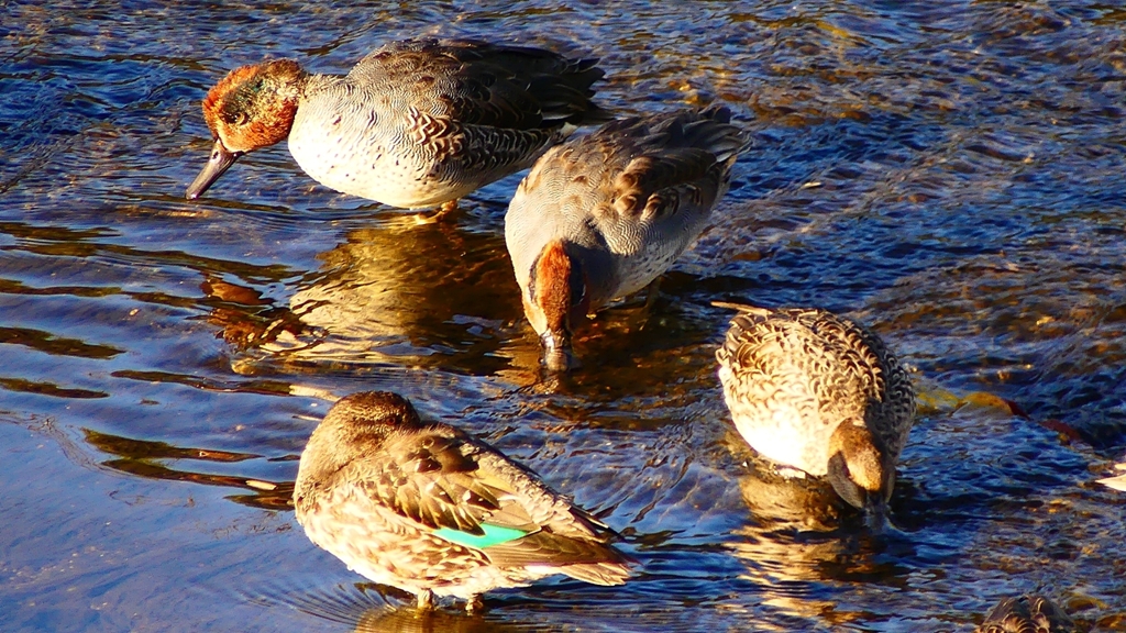 P2400222：コガモ