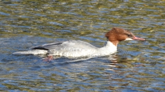 DSCN2032：カワアイサ（メス）