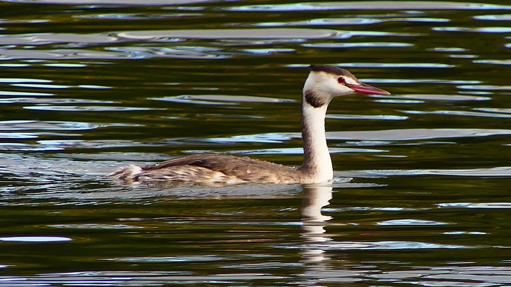 P2330736：カンムリカイツブリ
