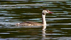 P2330736：カンムリカイツブリ
