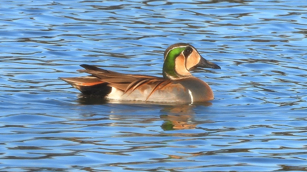 DSCN7869：トモエガモ（オス）