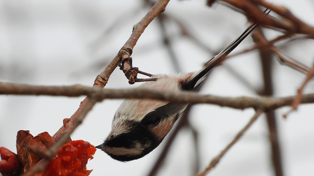 DSCN8543：エナガ