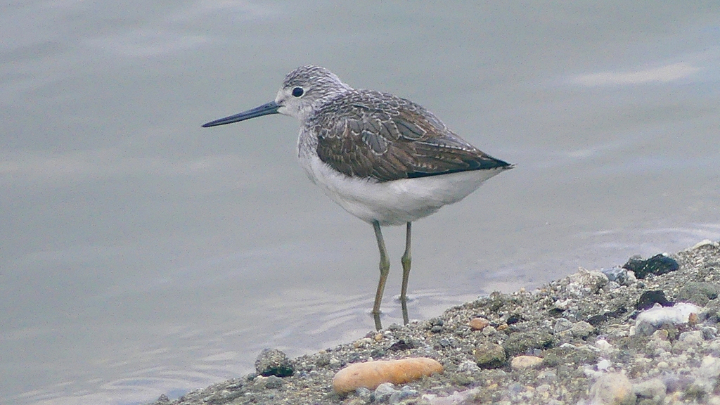 P2400868：アオアシシギ