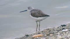 P2400868：アオアシシギ