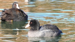 DSCN8289：オオバン