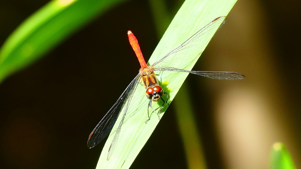 P2250731：マユタテアカネ（オス）