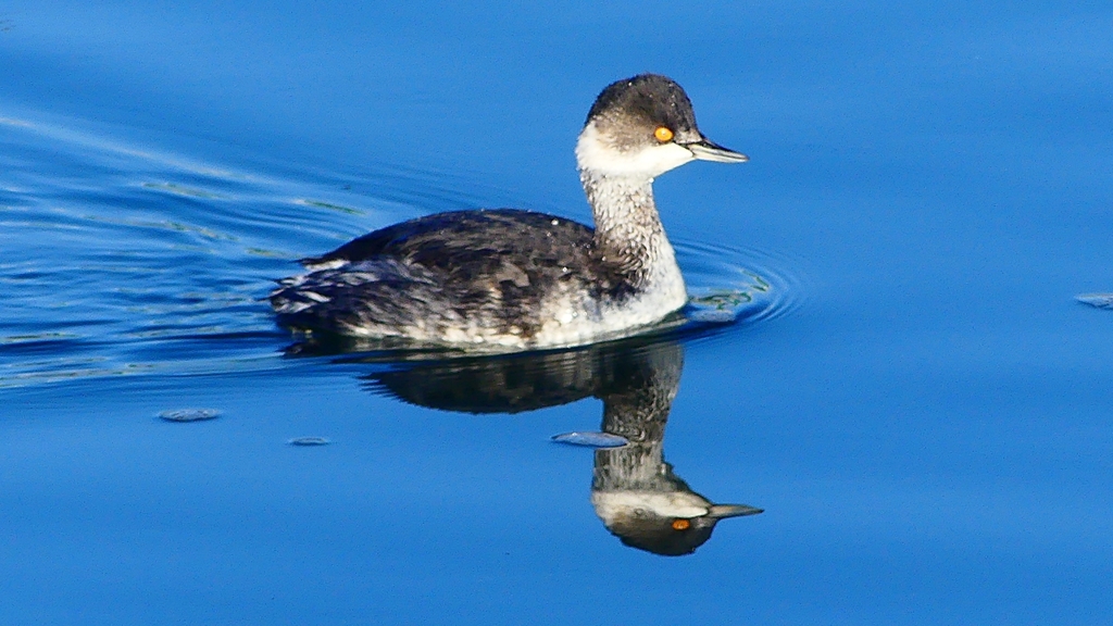 P2370135：ハジロカイツブリ