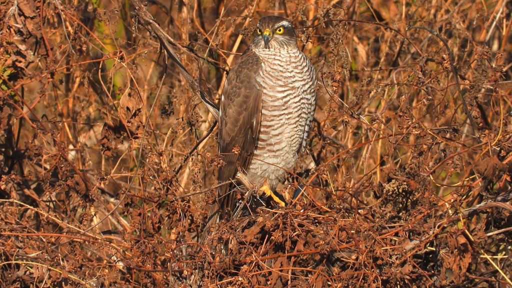 DSCN5506：ハイタカ