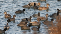 DSCN3893：オカヨシガモ他