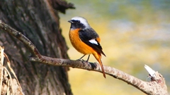 P2320895：ジョウビタキ（オス）