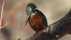 DSCN0620：カワセミ（オス）