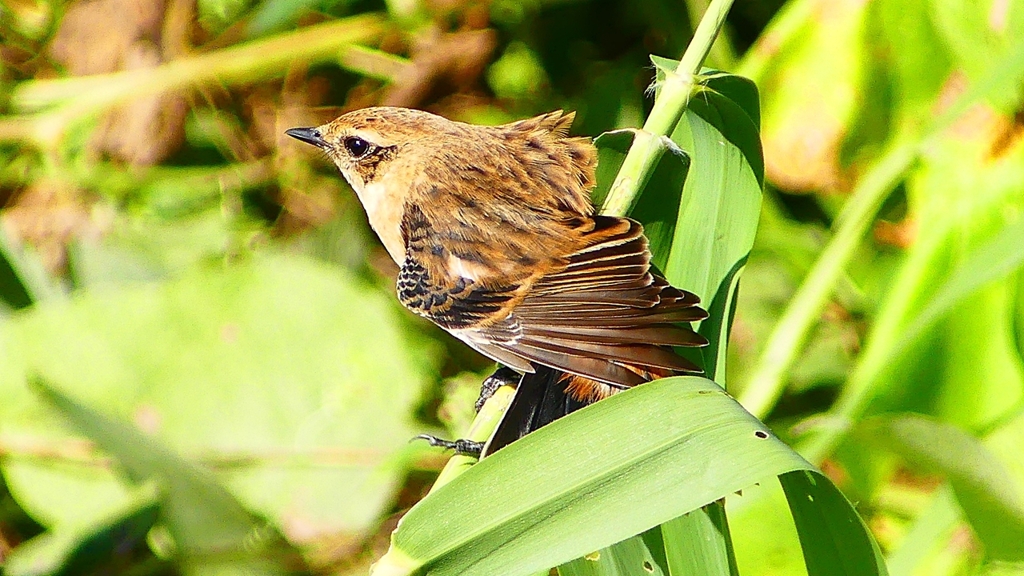 P2300323：ノビタキ