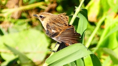 P2300323：ノビタキ