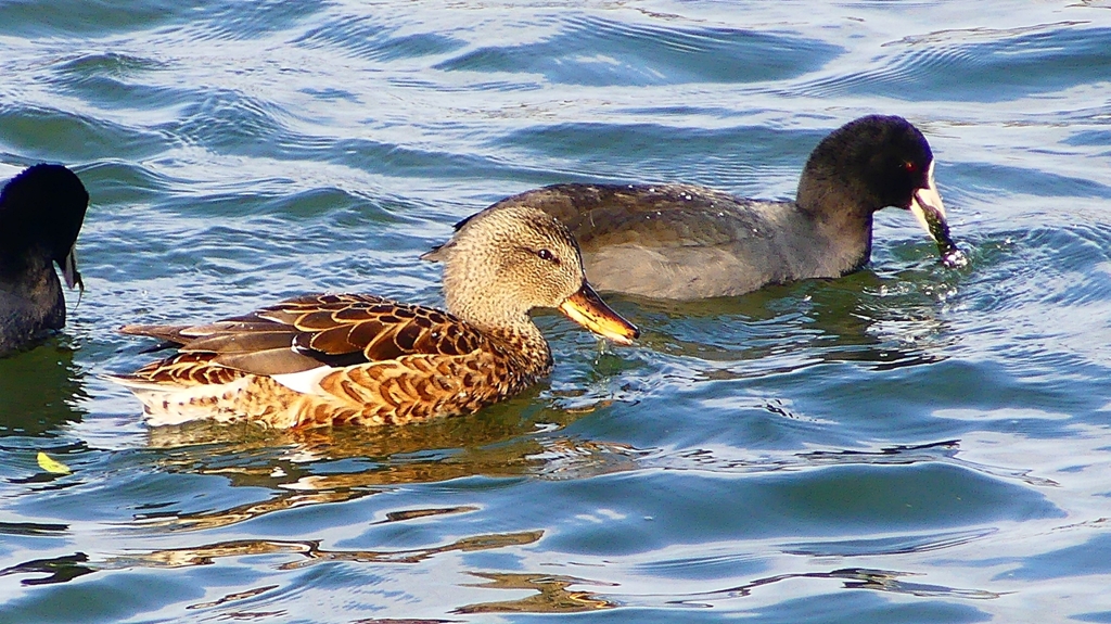 P2410611：オカヨシガモ、オオバン