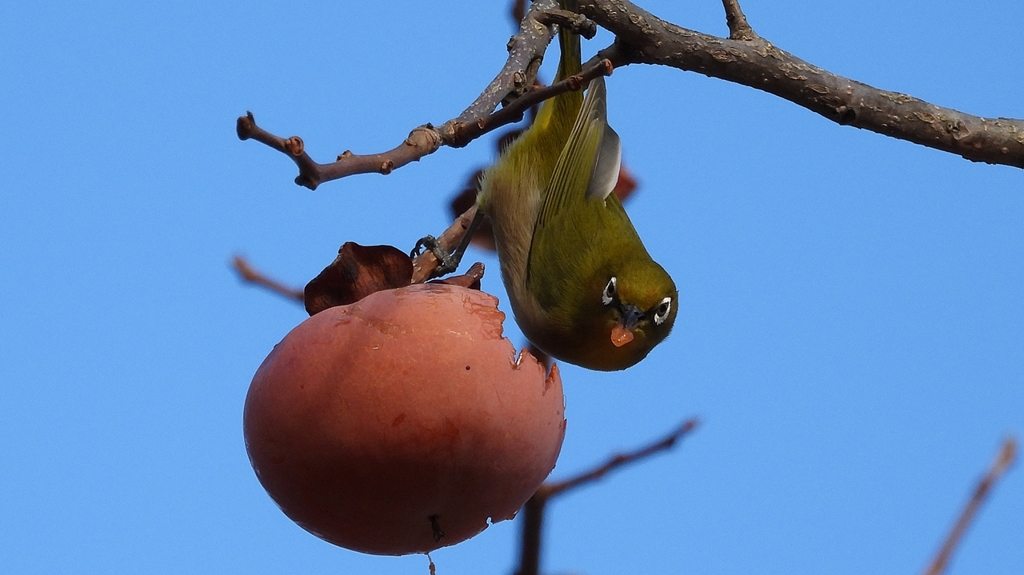 DSCN8651：メジロ