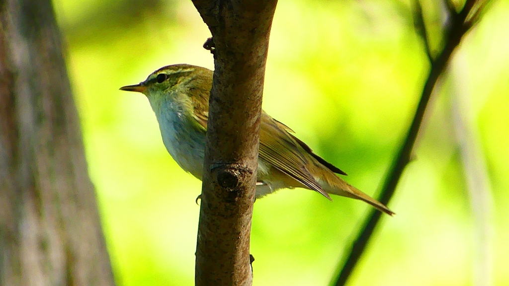 P2320026：ムシクイ