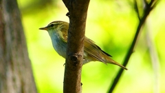 P2320026：ムシクイ