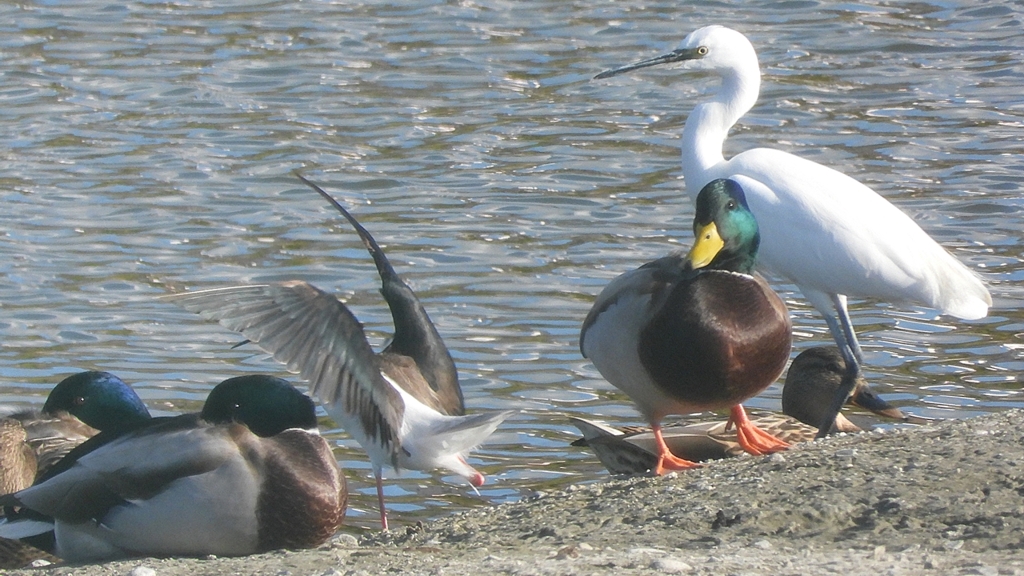 DSCN2188：セイタカシギ他