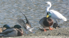 DSCN2188：セイタカシギ他