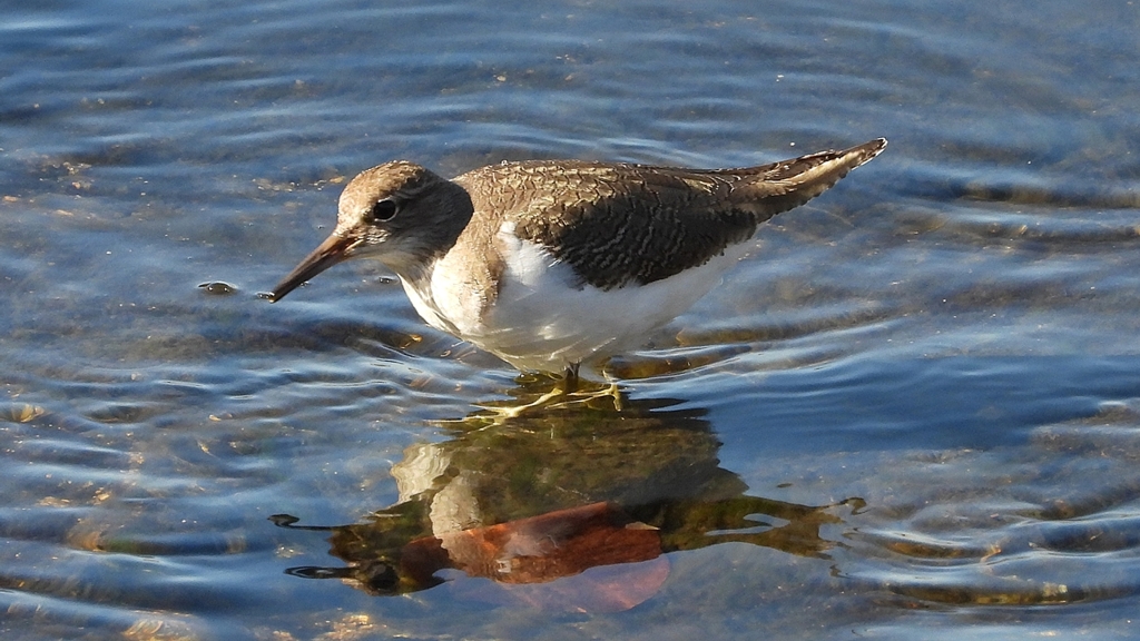 DSCN1252：イソシギ