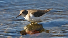 DSCN1252：イソシギ