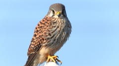 DSCN6589：チョウゲンボウ