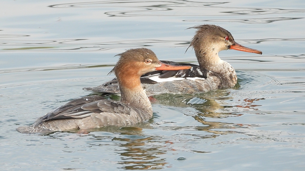 DSCN4510：ウミアイサ