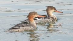 DSCN4510：ウミアイサ