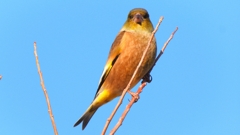 DSCN6511：カワラヒワ