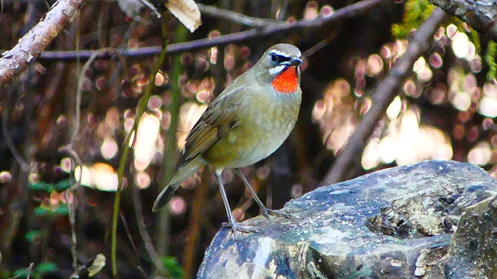 P2310112：ノゴマ（オス