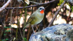 P2310112：ノゴマ（オス