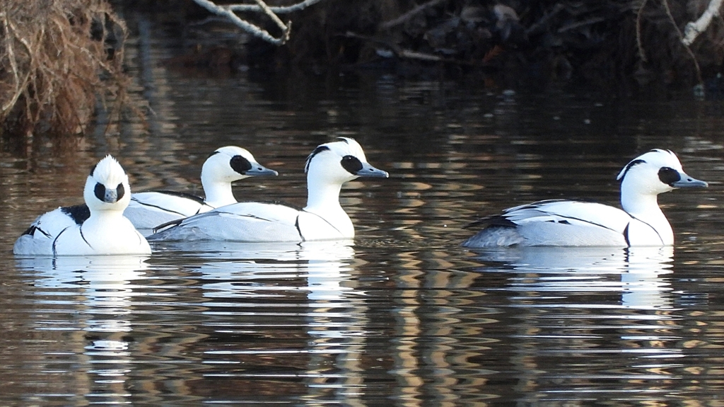 DSCN1874：ミコアイサ（オス）