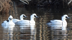 DSCN1874：ミコアイサ（オス）