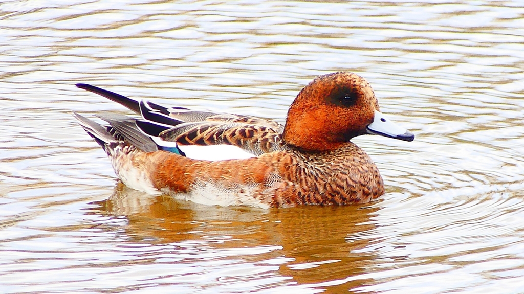 P2340132：ヒドリガモ