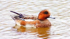 P2340132：ヒドリガモ