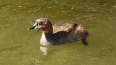 DSCN0189：カイツブリ