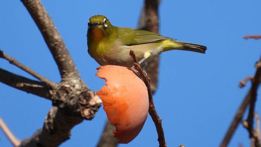 DSCN8737：メジロ