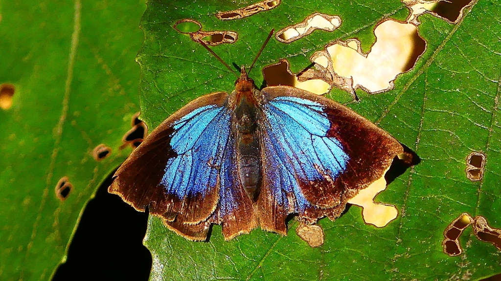 P2400528：ムラサキシジミ