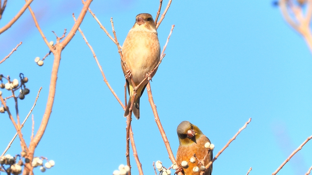 DSCN6525：カワラヒワ