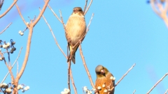 DSCN6525：カワラヒワ