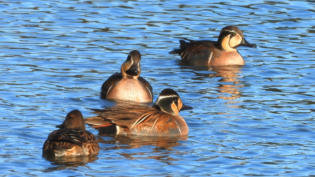 DSCN7881：トモエガモ