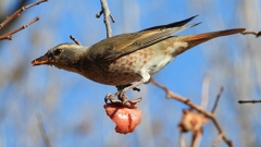 DSCN8900：ハチジョウツグミ