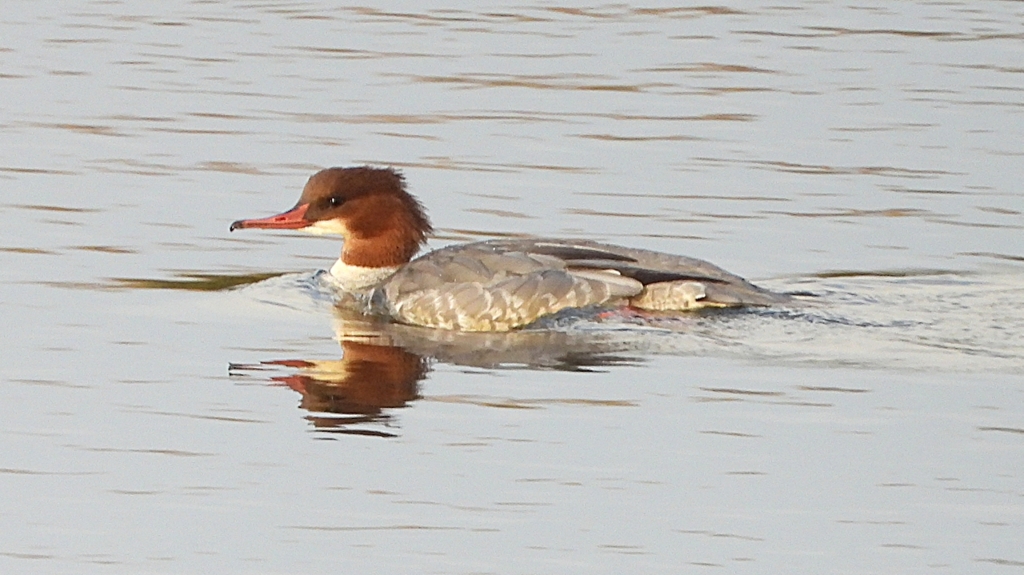 DSCN0465：カワアイサ（メス）