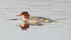 DSCN0465：カワアイサ（メス）